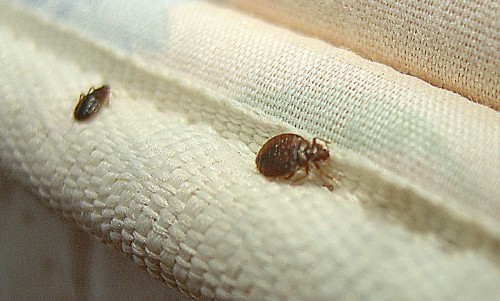 That heat pest services Dallas can be your ideal choice At http://www.bullseyek9.com/bed-bug-service-dallas/

Find US: https://goo.gl/maps/Rzd1qUtERkL2

Deals in .....

Bed Bug Exterminator Dallas Cost
Bed Bug Exterminator Dallas Texas
bed Bug Heat Treatment Cost
bed Bug Heat Treatment near me
Bed Bug removal And Control Services Dallas
Bed Bug Control Dallas
Bed Bug Control Services In Dallas Texas

If you have any kind of inquiries regarding our bed bug heat treatment needs, please give us a call! Among our bed bug services in Dallas Tx experts could respond to any type of inquiries you could have concerning just what has to be gotten rid of from the properties before your service. If you are thinking of that the best ways to stop bed bug after that heat pest services Dallas can be your ideal choice.

Contact Us To Schedule An Appointment
Ph: 469-200-0637
Mail: john@bullseyek9.com
Frisco, TX, USA

Social---

http://en.gravatar.com/bestbedbugremoval
https://followus.com/bedbugexterminator
https://www.dailymotion.com/ricardotaylor1425
http://www.facecool.com/profile/killbedbugs
