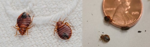Bed bug removal and control services Dallas to help the customer At http://www.bullseyek9.com/bed-bug-control-Dallas/

Find US: https://goo.gl/maps/Rzd1qUtERkL2

Deals in .....

Bed Bug Exterminator Dallas Cost
Bed Bug Exterminator Dallas Texas
bed Bug Heat Treatment Cost
bed Bug Heat Treatment near me
Bed Bug removal And Control Services Dallas
Bed Bug Control Dallas
Bed Bug Control Services In Dallas Texas

Bed bug control may sound pretty easy at the outset, but in fact it is a tricky process that requires a well-planned strategy. The pesky bugs love to suck human blood and exhibit various adverse health effects including skin rashes, itching and allergic reactions. These blood sucking organisms can be a real nuisance in your home and that is why bed bug removal and control services Dallas is necessary.

Contact Us To Schedule An Appointment
Ph: 469-200-0637
Mail: john@bullseyek9.com
Frisco, TX, USA

Social---

https://www.youtube.com/channel/UC9X-tv139TEjTuWfIrevYeg
https://www.pinterest.co.uk/ricardotaylor1425/
https://bedbuginspection.tumblr.com/
https://plus.google.com/101417159770663203427