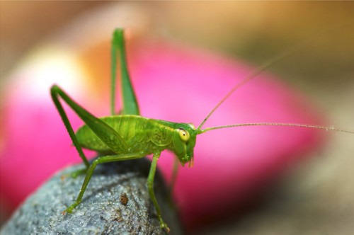 locust best-macro-photography