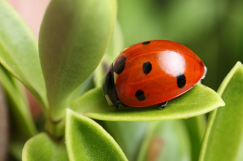 Ladybugs best-macro-photography