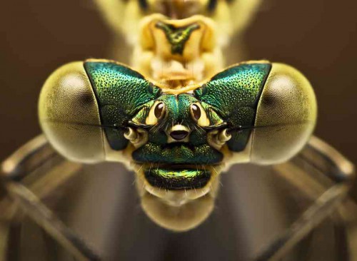 insect best-macro-photography