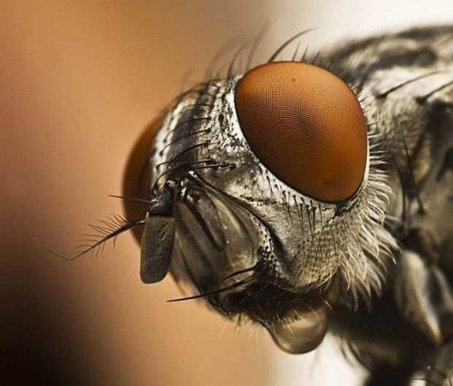 flies best-macro-photography