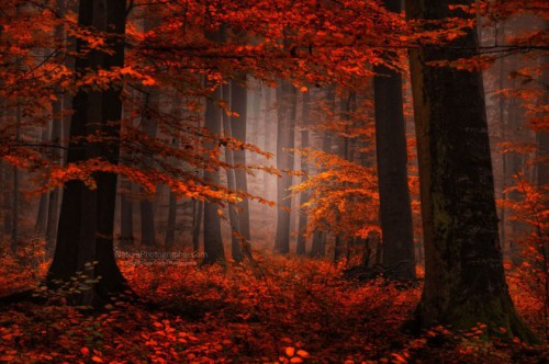 nature-photography-forest-by-philippe-sainte