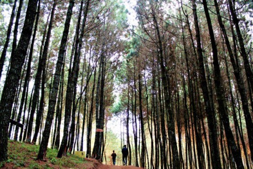 Hutan Bukit Moko