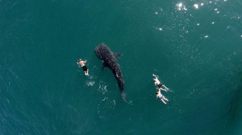 Ikan paus dan beberapa turis
