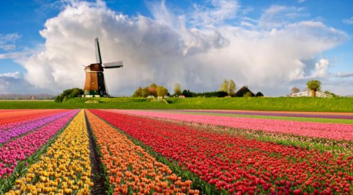 Tulip Belanda