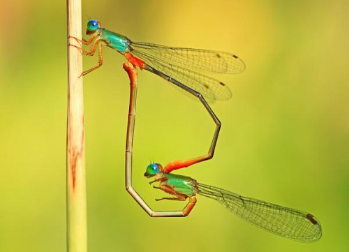 Macro-photography dragonfly