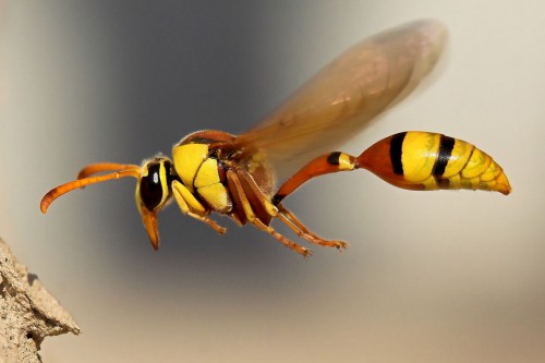 bee best-macro-photography