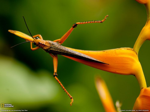 Macro-photography locust