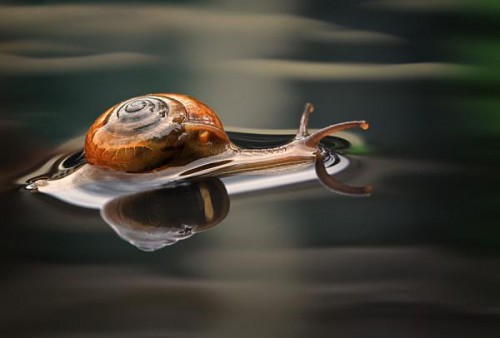 Macro-photography snail