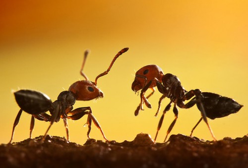 ant best-macro-photography