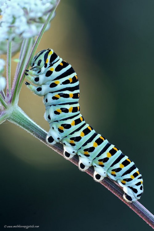 Macro-photography caterpillar