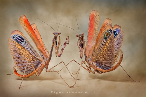 locust best-macro-photography