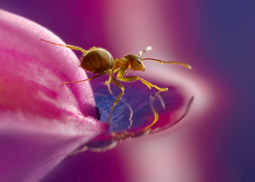 Macro-photography ant