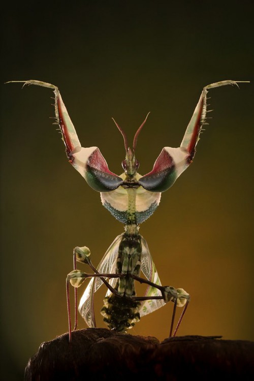 best-macro-photography locust