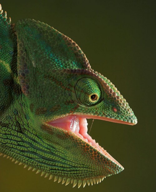 Macro-photography iguana