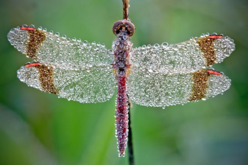 Macro-photography dragonfly