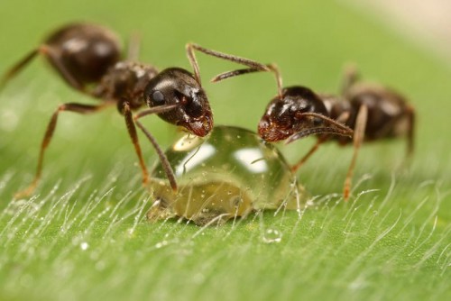 Macro-photography ant
