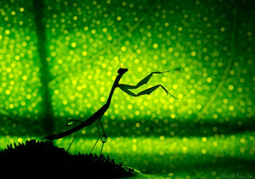 Macro-photography locust