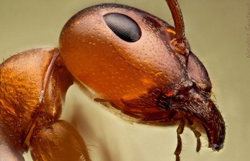 best-macro-photography ant
