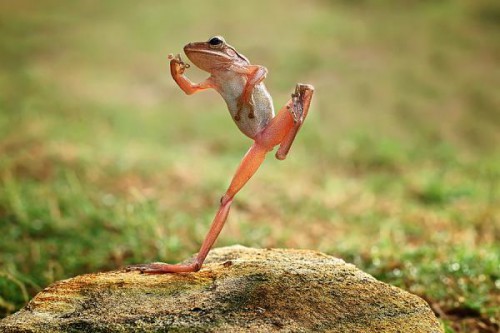 Macro-photography frog