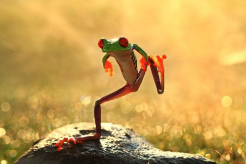 Macro-photography frog