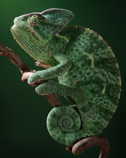 Macro-photography iguana