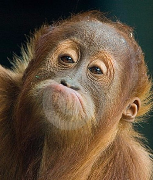 Bayi Orangutan