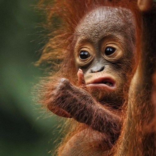 Bayi Orangutan