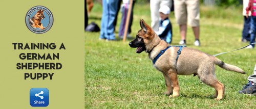 We at Top Shepherd Kennel Provide training to our German shepherd Puppies. If you want to Buy Trained German Shepherd Puppies for Sale in California. Call us (844) 888-4824 or visit us now https://topshepherd.com/german-shepherd-puppies-california/