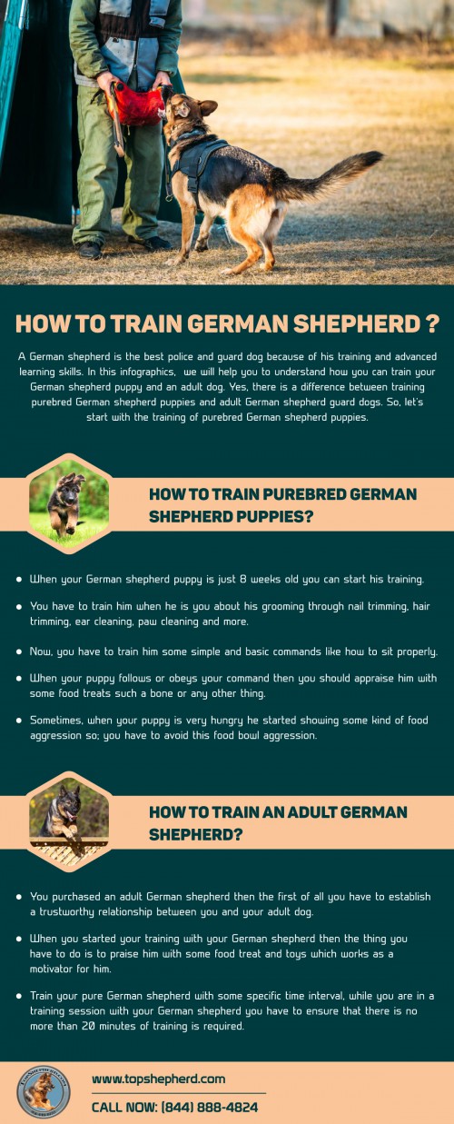 Find Out here the difference between the training of purebred German shepherd puppies and adult German shepherd guard dogs. So, let’s check out here how to train German shepherd? Visit us now  https://topshepherd.com/blog/how-to-train-german-shepherd-/