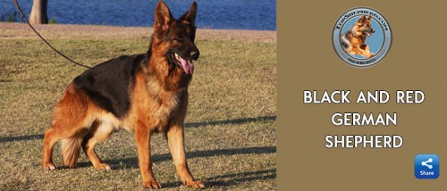 Buy AKC Registered Red and Black German Shepherd for Sale in California. https://topshepherd.com/