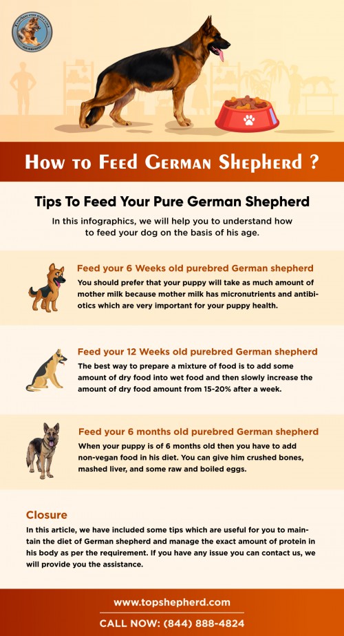 Check out here how to feed your German Shepherd dog? Call us (844) 888-4824 or visit us to buy Purebred German Shepherd Puppies in California 
https://topshepherd.com/german-shepherd-puppies-california/