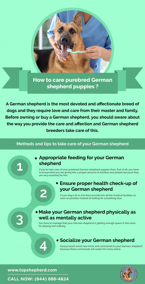 Find out here How to Care Purebred German Shepherd Puppies? and if you are planning to buy German shepherd puppies or dog. Call us (844) 888-4824  and Enquire now https://topshepherd.com/german-shepherd-puppies-california/