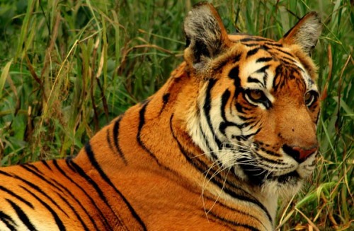 Harimau Bengal