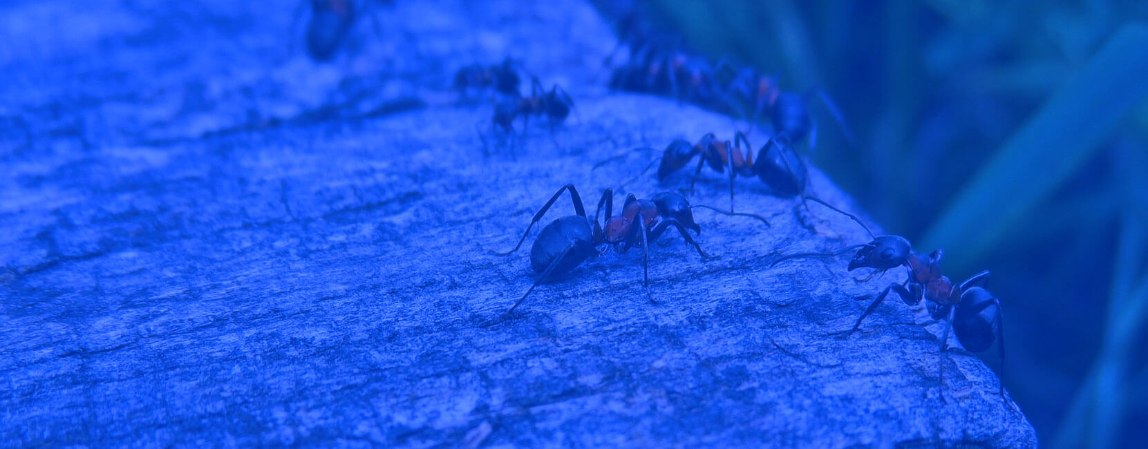 Pest Control Hoppers Crossing Site Pictures