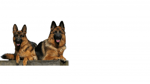 Top Shepherd Kennel - Located in Temecula's Beautiful Wine Country, breeds Quality, Family Companion German Shepherd Dogs (GSD). With over 25 years experience working & training these intelligent loving family dogs we can help you find the perfect German shepherd puppy. Visit us now https://topshepherd.com/
