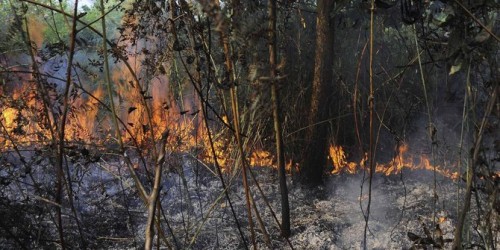 Polda riau tetapkan 41 petani tersangka kebakaran hutan lahan