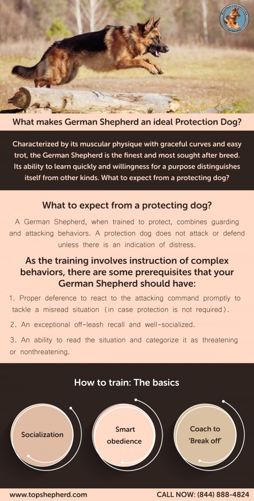 Find out here What makes German Shepherd an ideal Protection Dog? Read this article https://topshepherd.com/blog/what-makes-german-shepherd-an-ideal-protection-dog/