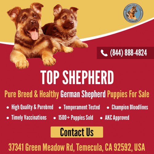 Topshepherd Kennel offers Purebred German Shepherd Puppies for Sale in California. Call us (844) 888-4824 or visit https://topshepherd.com/german-shepherd-puppies-california/